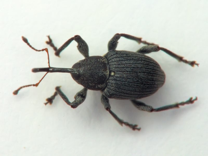 Archarius salicivorus (Paykull, 1792)